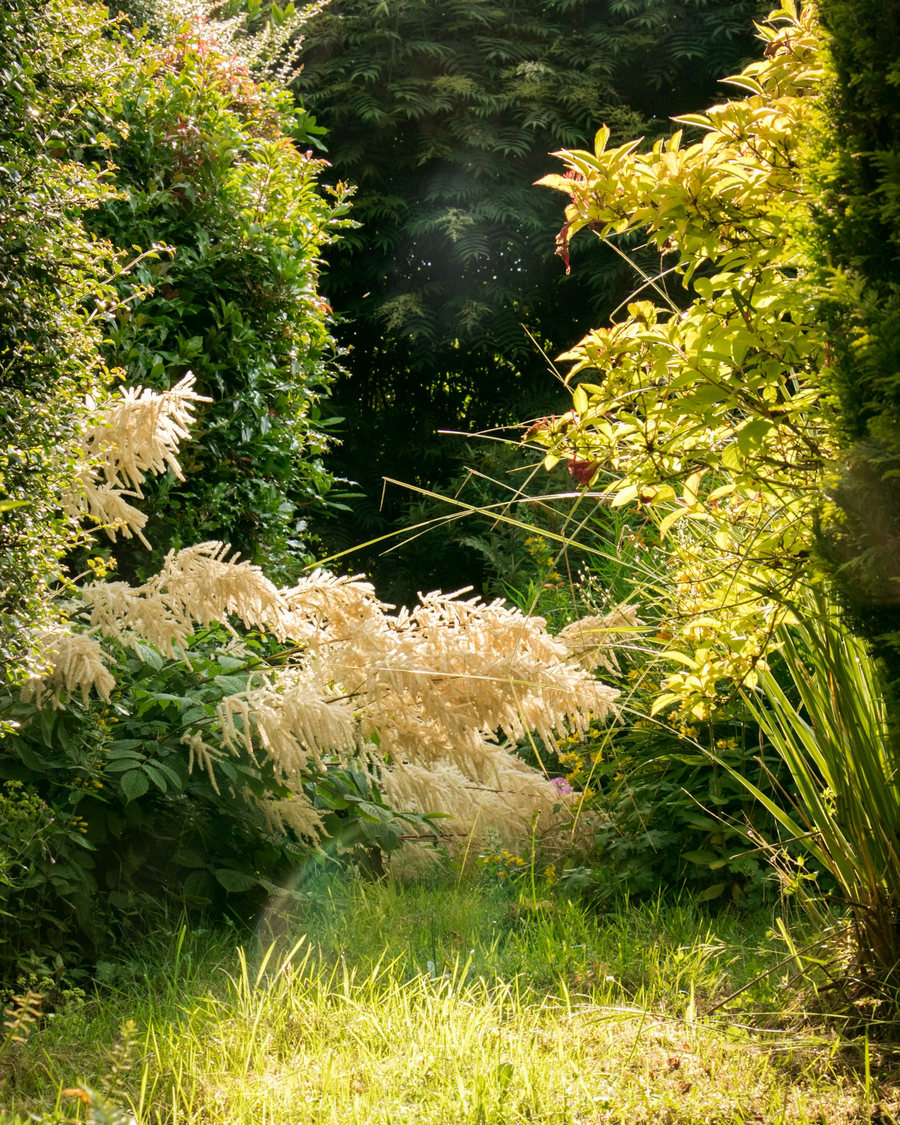 Jardim verde iluminado pelo sol, fotografia ilustrativa